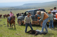 USA-Wyoming-Pryor Mountains Working Ranch